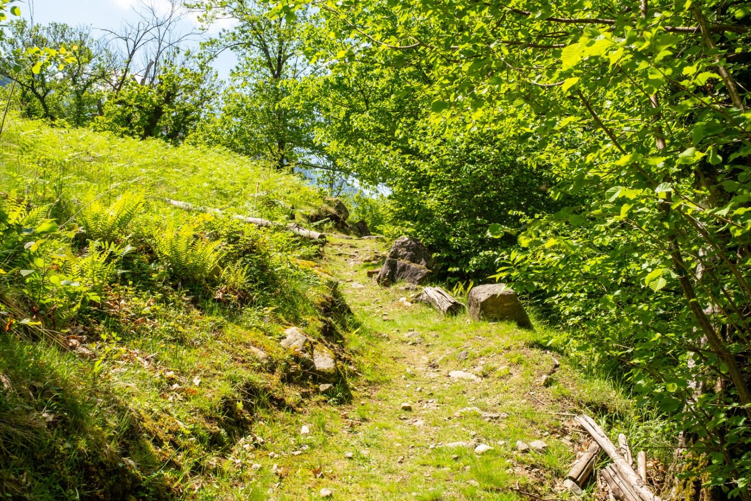 Un tranquillo sentiero naturale segue la Moesa fino a Grono.