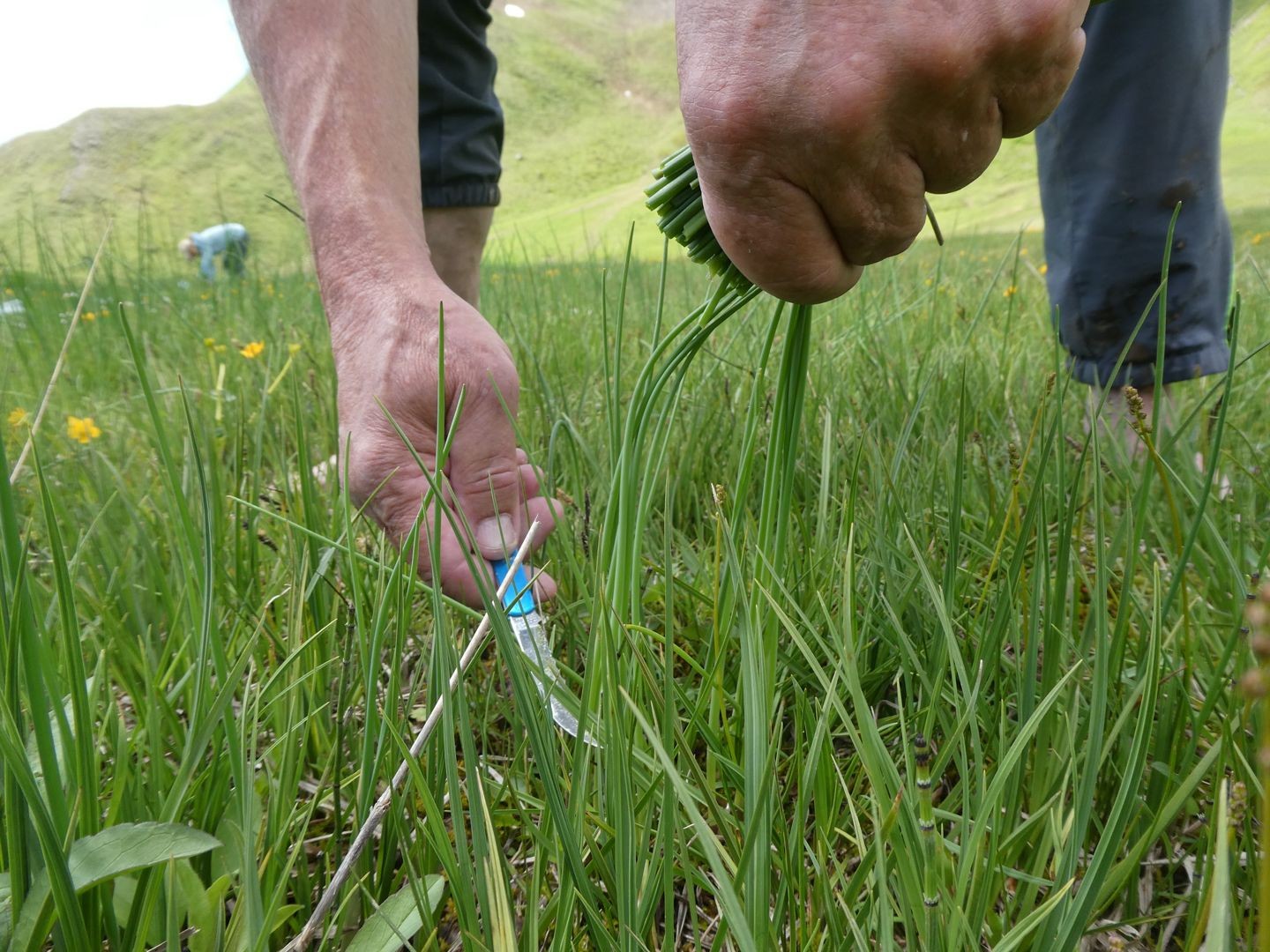 Der wilde Schnittlauch lässt sich vom Gras rundherum leichtunterscheiden.