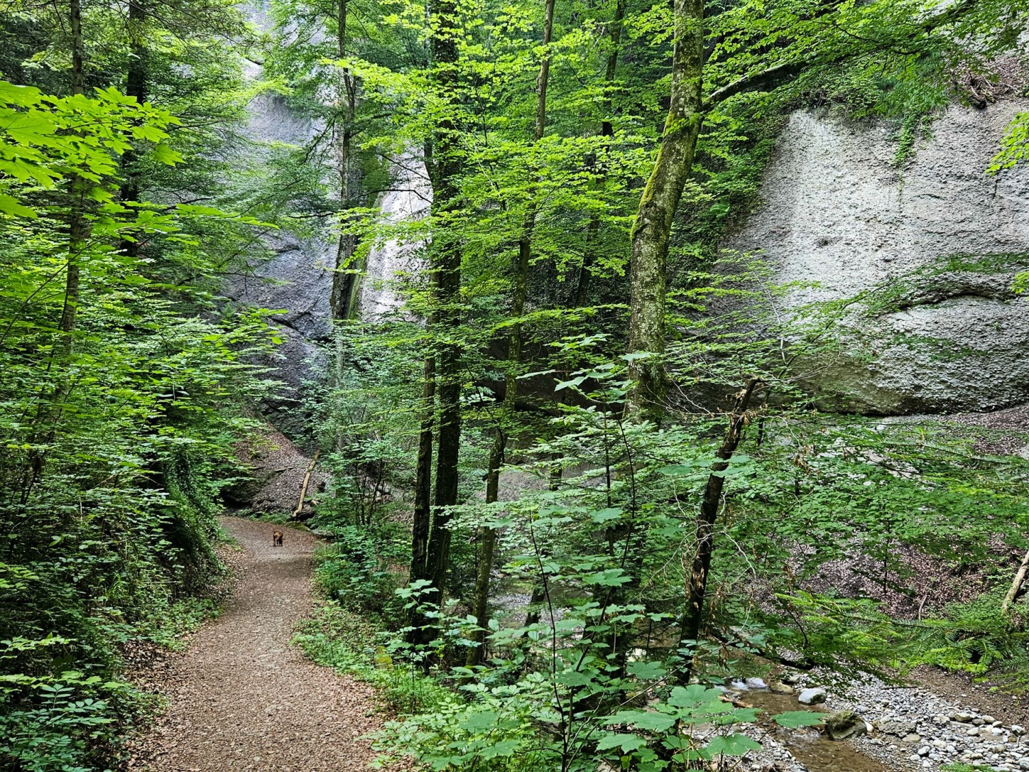 Il sentiero costeggia sempre il torrente.