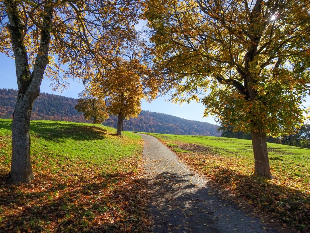 Im Herbst begleiten farbige Laubbäume die Wanderung.