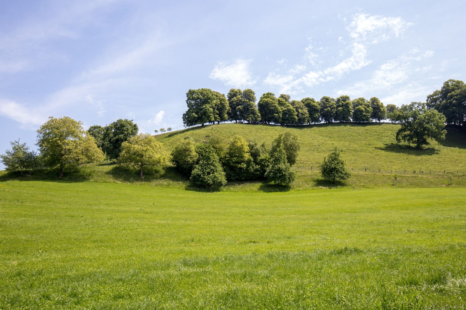 L’art des allées d’arbres, juste avant Lustdorf, introduit un peu de variété.