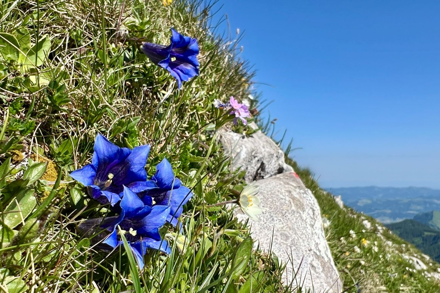 Entlang des Weges wächst Alpen-Enzian.