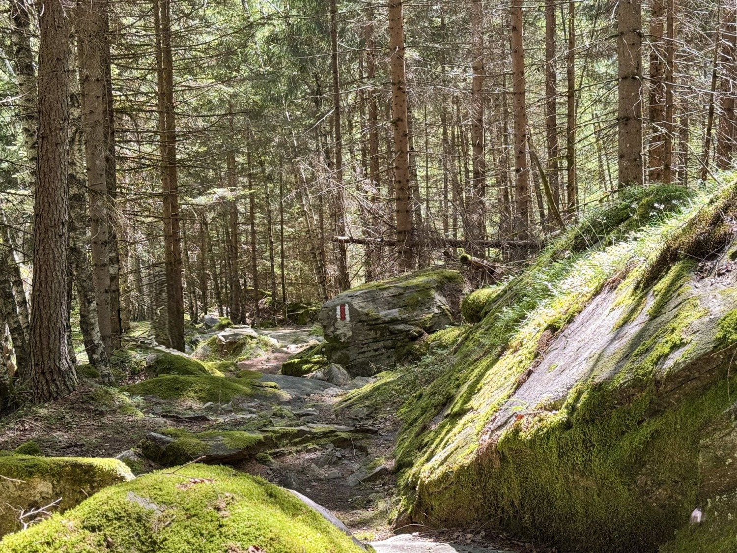 Il sentiero escursionistico si snoda attraverso un bosco fiabesco.