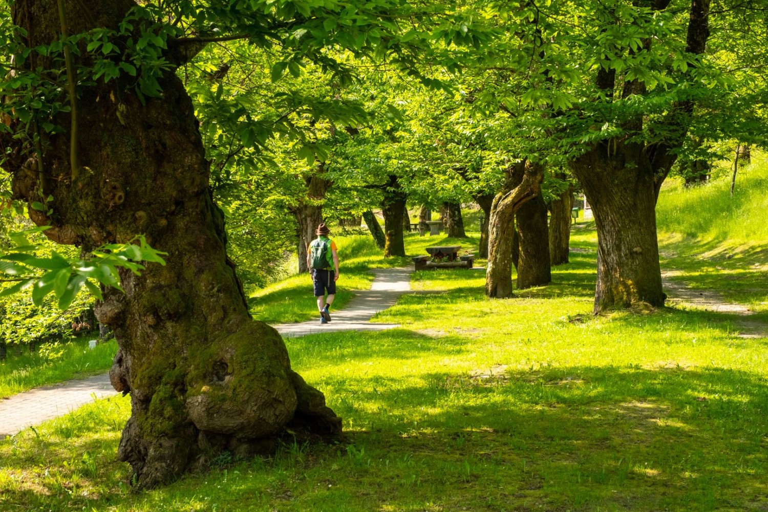 Nella frazione San Fedee, la curata selva castanile accanto all’Hotel Santana offre romantici spazi per picnic.