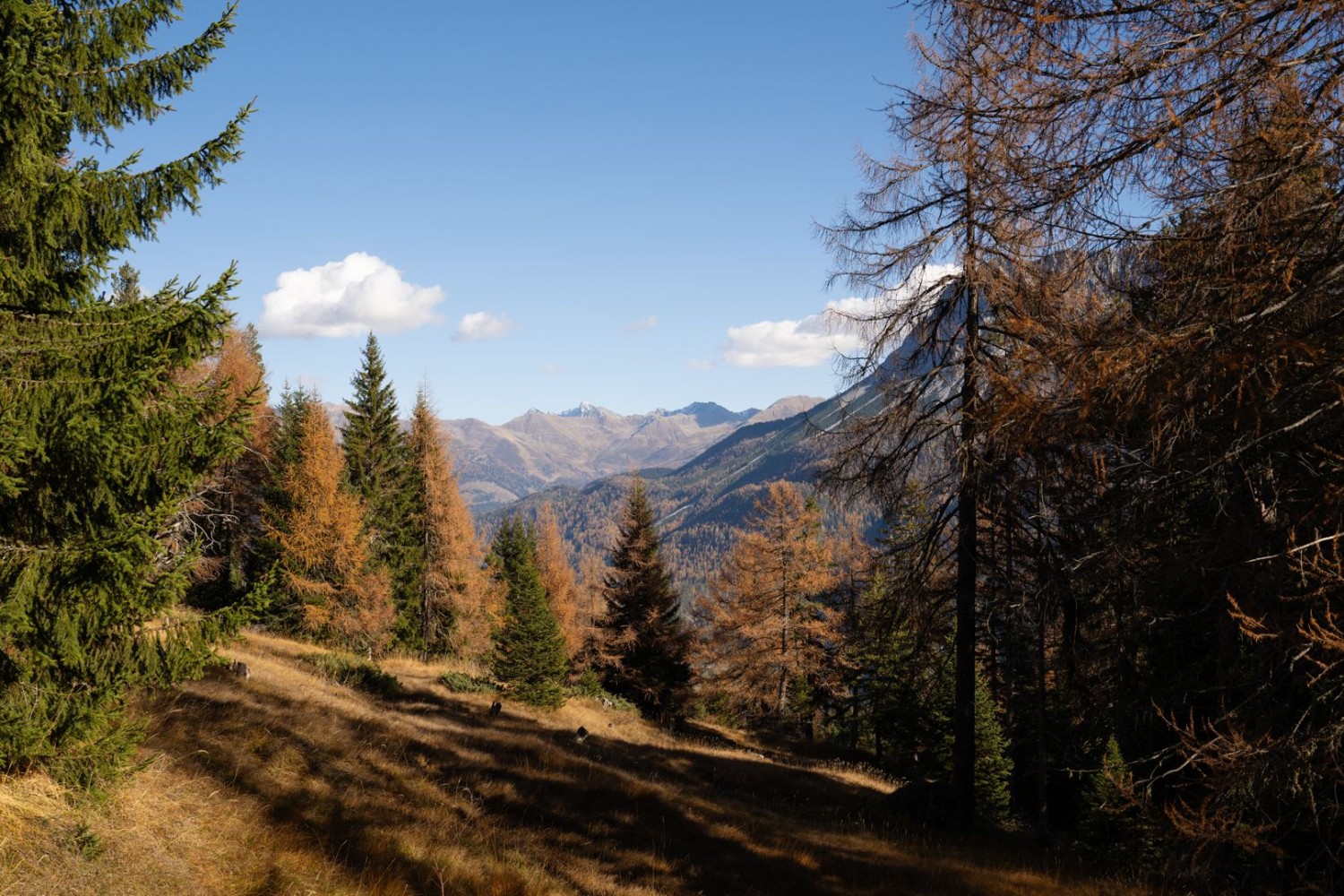 A 1700 mètres, les conifères en feu rivalisent de beauté avec les sommets montagneux.